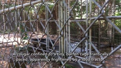 Animals Suffering at Deer Haven Mini Zoo