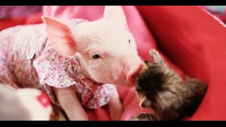 Awww! Baby Animals!!