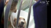 Behind the Locked Doors of a Dog Laboratory