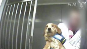 Behind the Locked Doors of Dog Laboratories in the U.S. and France