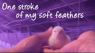 Build a Better World for Farmed Animals
