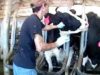 Burger King Cruelty – Video Exposes Horrific Animal Abuse at a Burger King Dairy Supplier
