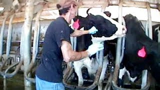 Burger King Cruelty – Video Exposes Horrific Animal Abuse at a Burger King Dairy Supplier