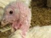 Butterball Abuse: Undercover Mercy For Animals Investigation Reveals Cruelty