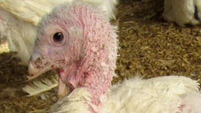 Butterball Abuse: Undercover Mercy For Animals Investigation Reveals Cruelty