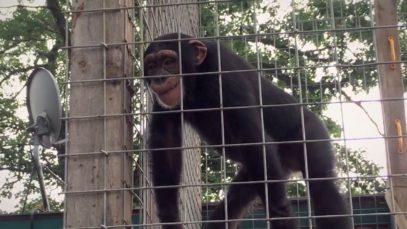 Caged Most of His Life—Louie the Chimpanzee Needs Your Help