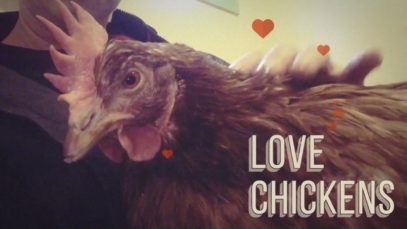 Chickens Purr