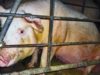 Concealed Cruelty – Pork Industry Animal Abuse Exposed