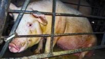 Concealed Cruelty – Pork Industry Animal Abuse Exposed