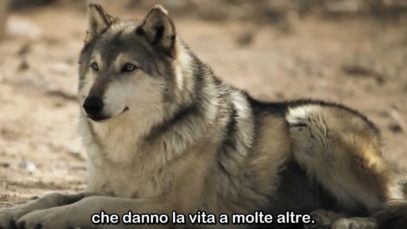Così i Lupi Salvano i Fiumi