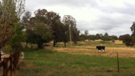 Cows Get Moved to New Pasture