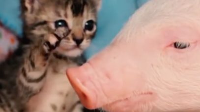 Cute Cats!