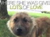Cute Puppy Ariel’s Story of Courage