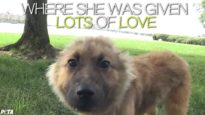 Cute Puppy Ariel’s Story of Courage