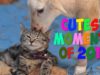 Cutest Moments of 2016