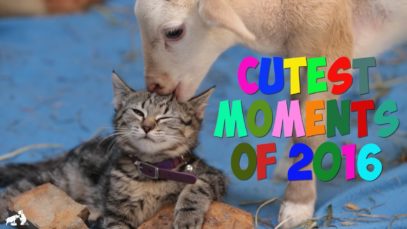 Cutest Moments of 2016