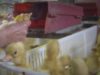 DEBES VERLO: Video secreto revela el espantoso abuso animal en una granja industrial de patos