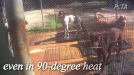 Dogs Caged Without Water, Bullied at Florida Kennel