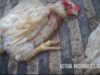 Don’t Buy the McDonald’s Lie