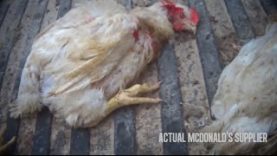 Don’t Buy the McDonald’s Lie