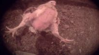 ¡ESCANDALOSO! Cámara escondida capta proveedores de Chick-fil-A torturando animales
