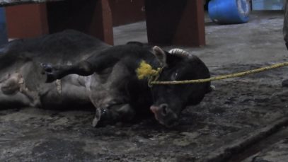 Exposed: The Mexican Government Bludgeons Animals to Death