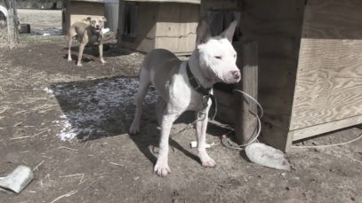 Formerly Chained Dog Meets His New Family