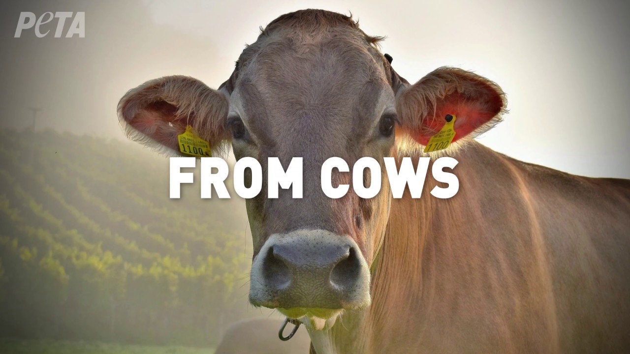 Gelatin Is Made From Animal Body Parts