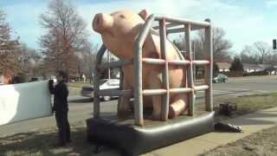 Giant, Inflatable Pig Stands Outside South Topeka Walmart In Protest
