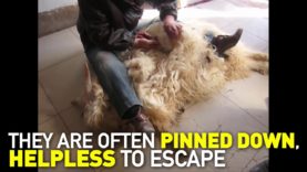 Goats Forcibly Sheared for Cashmere