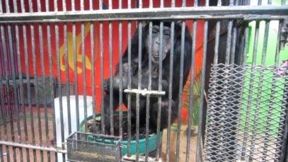 Hallmark Profits From Abused Chimpanzees