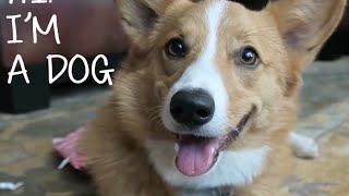 Happy National Dog Day!