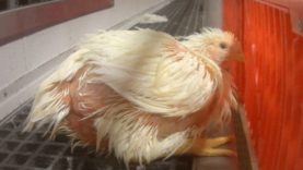 Hidden-Camera Exposes Criminal Animal Abuse at Chicken Slaughterhouse