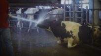 ¡HORRIPILANTE! Abuso a las vacas en granja de lácteos es captado por una cámara oculta