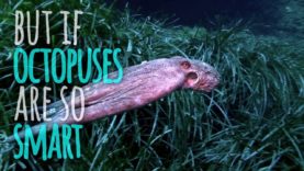 How Smart Are Octopuses, Actually?