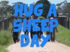 Hug a Sheep Day