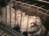 Inside Ohio’s Largest Egg Factory Farm