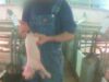 Investigation Reveals Cruelty at Pig Factory Farm