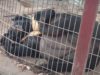 Lily the Bear Rescued After 10 Years Inside a Tiny, Filthy Concrete Pen