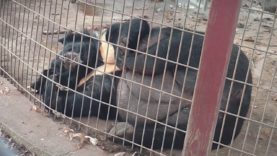 Lily the Bear Rescued After 10 Years Inside a Tiny, Filthy Concrete Pen