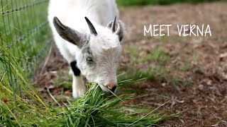 Meet Verna