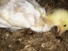 Mercy For Animals Slams Tyson Over Tortured Chickens