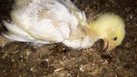 Mercy For Animals Slams Tyson Over Tortured Chickens