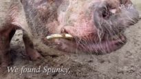More Than 100 Neglected Pigs Saved From Squalor—See Them Now!