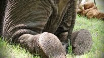Nosey: The Saddest Elephant in the World