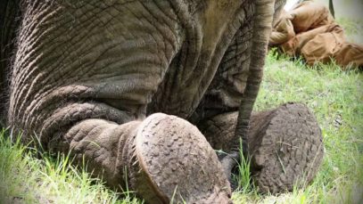 Nosey: The Saddest Elephant in the World