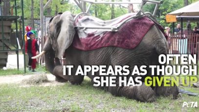 Nosey Won’t Be Home for Christmas