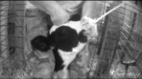 Ohio Dairy Farm Brutality