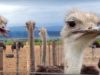 Ostriches Killed for Hermès, Prada Bags