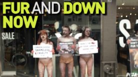 PETA Nude PETA Coyotes Protest Canada Goose in Snow